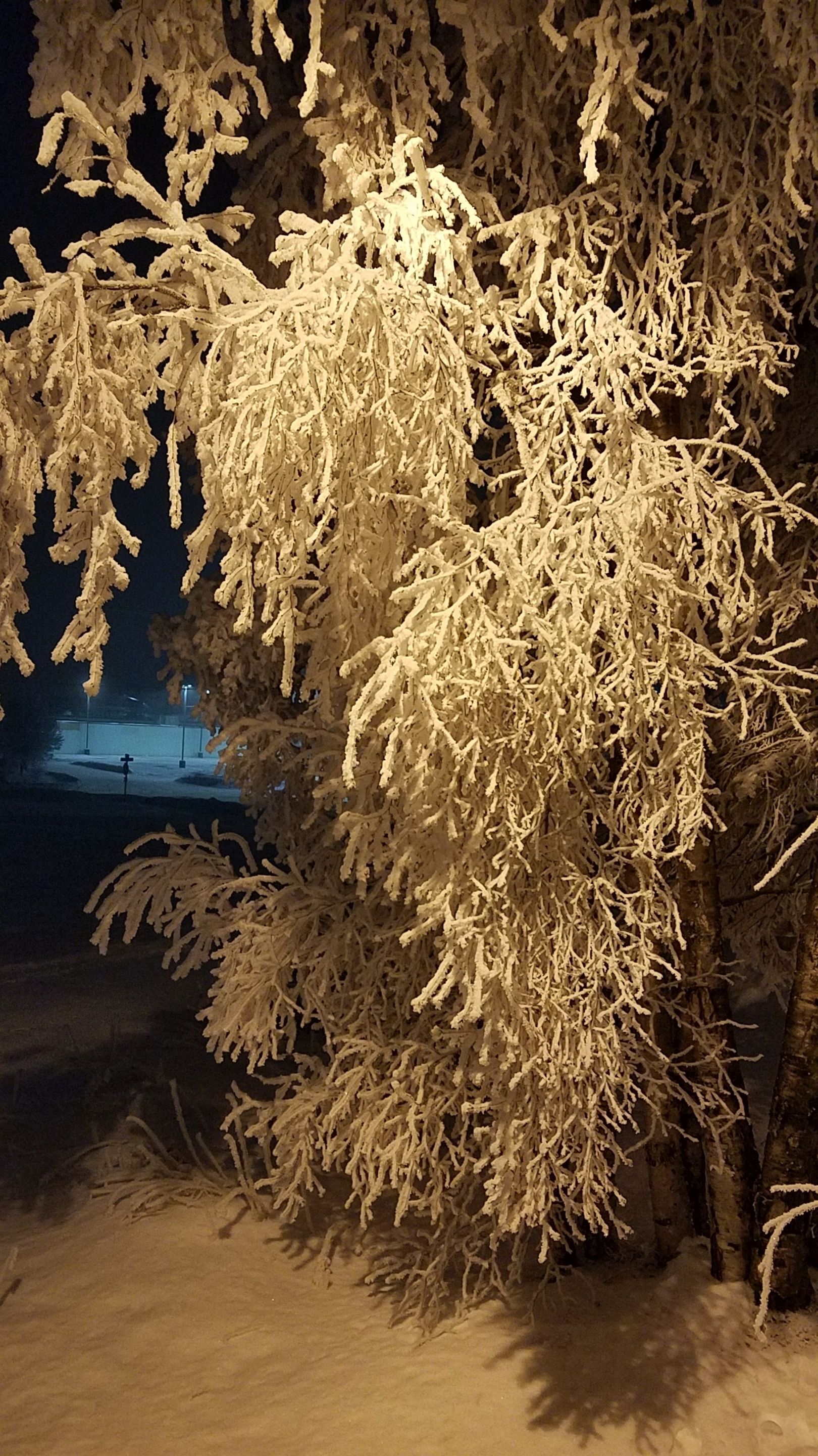Ein mit Schnee bedeckter Baum mit filigranen Ästen.