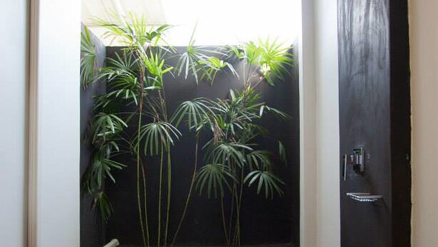Un espacio pequeño y cerrado con piso oscuro, una puerta negra y una fila de plantas altas frente a una pared blanca.