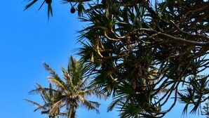 A hotel with multiple floors, balconies, and a well-maintained garden with palm trees.