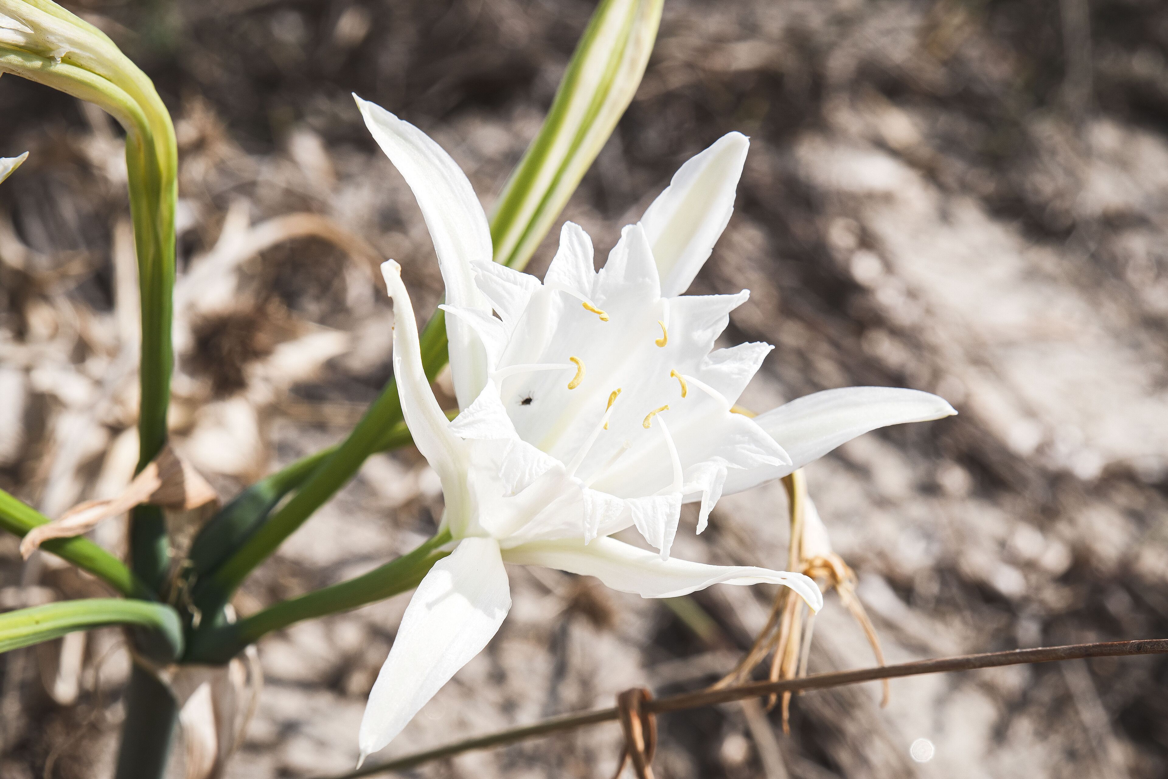 A white flower with yellow stamens, surrounded by green leaves and dry soil.