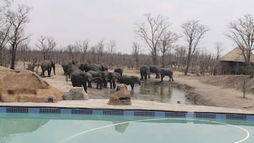 A group of elephants near a pool with rocks and trees in the background.