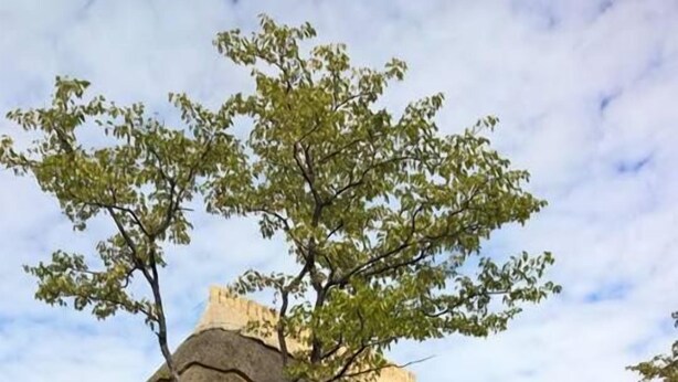 Ein rustikales Gebäude mit Strohdach, Holzbalken und einer Holzterrasse, umgeben von Grünpflanzen.