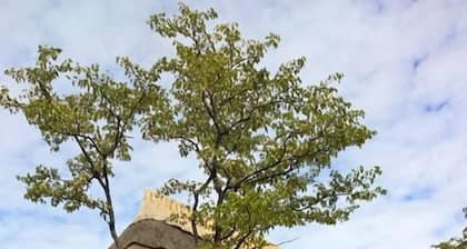 Dzibanana Lodge & Camping