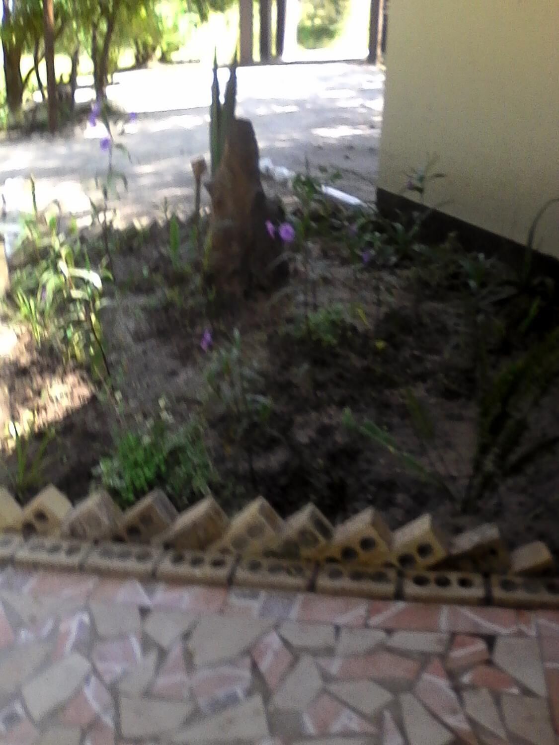 A garden area with a tiled floor, a stone pathway, and some greenery.