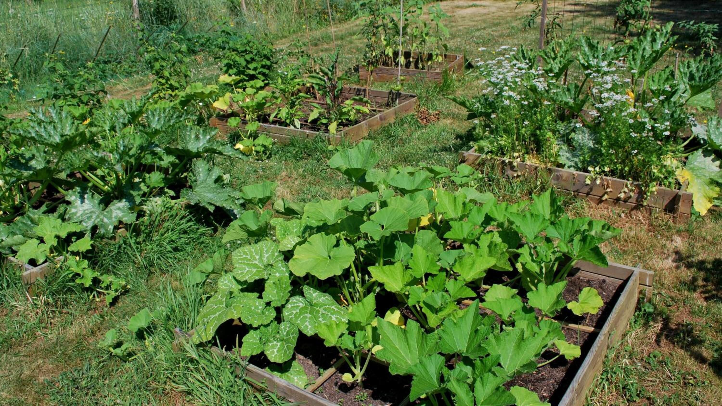 A garden with raised beds containing various vegetables and plants.