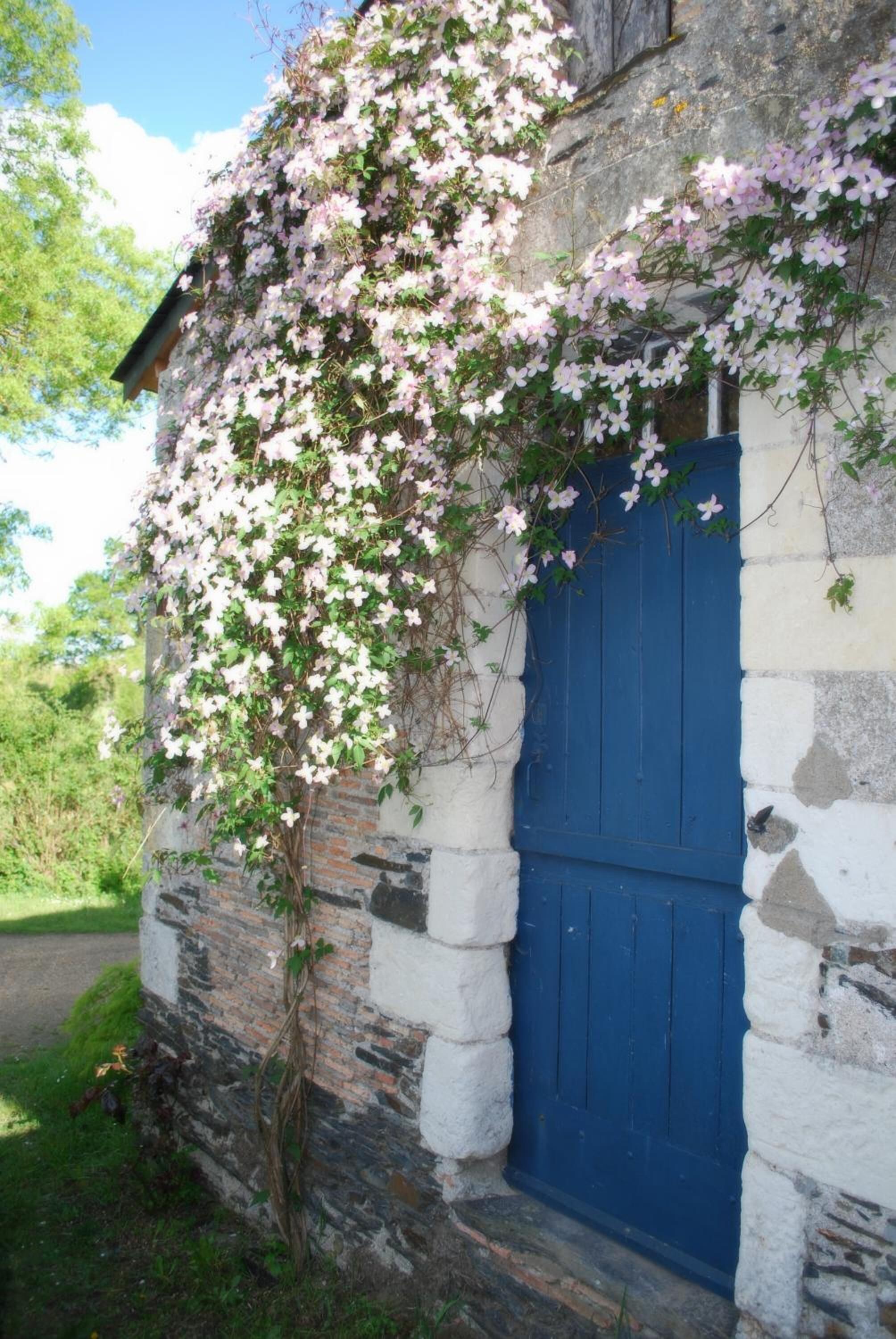 A stone building with a blue door and pink flowering vines.