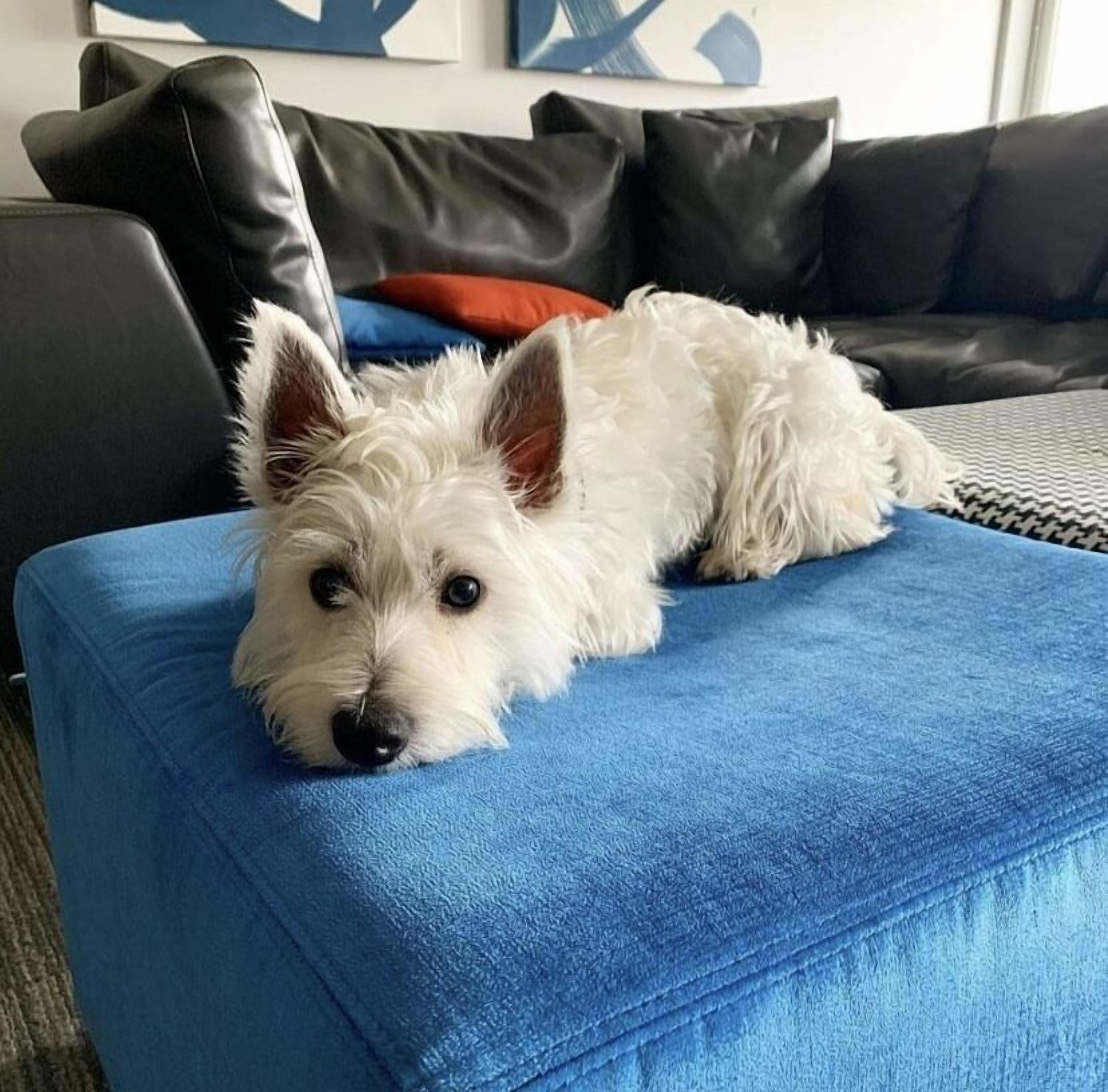A small white dog lying on a blue couch in a living room.