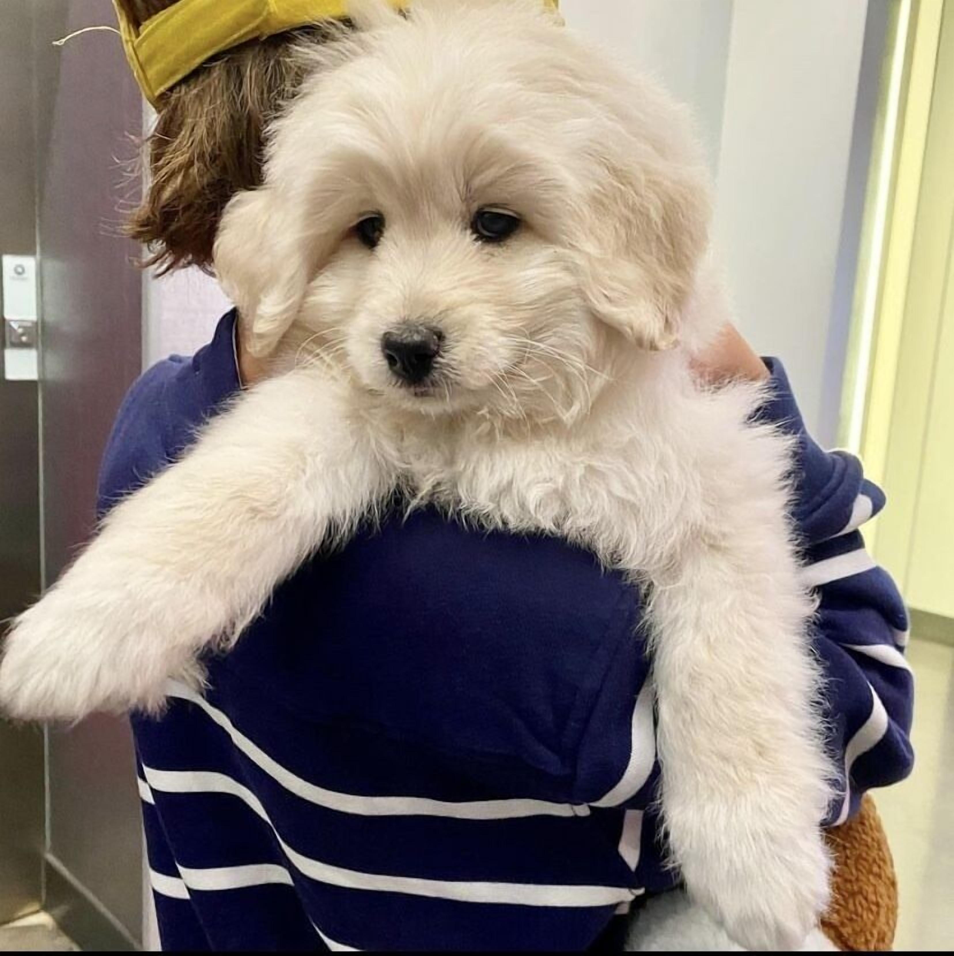A person holding a small white dog.