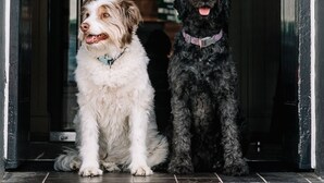 Deux chiens sont assis devant l’entrée d’un immeuble sur lequel on peut lire l’inscription « THE HOWARD ARMS ».