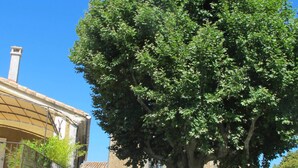 A tree-lined street with a building featuring a traditional facade and a visible entrance. - Loucardalines (Bedoin)