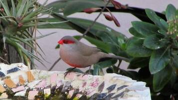 Een vogel zit op een decoratieve vogelbad, omringd door groene begroeiing.