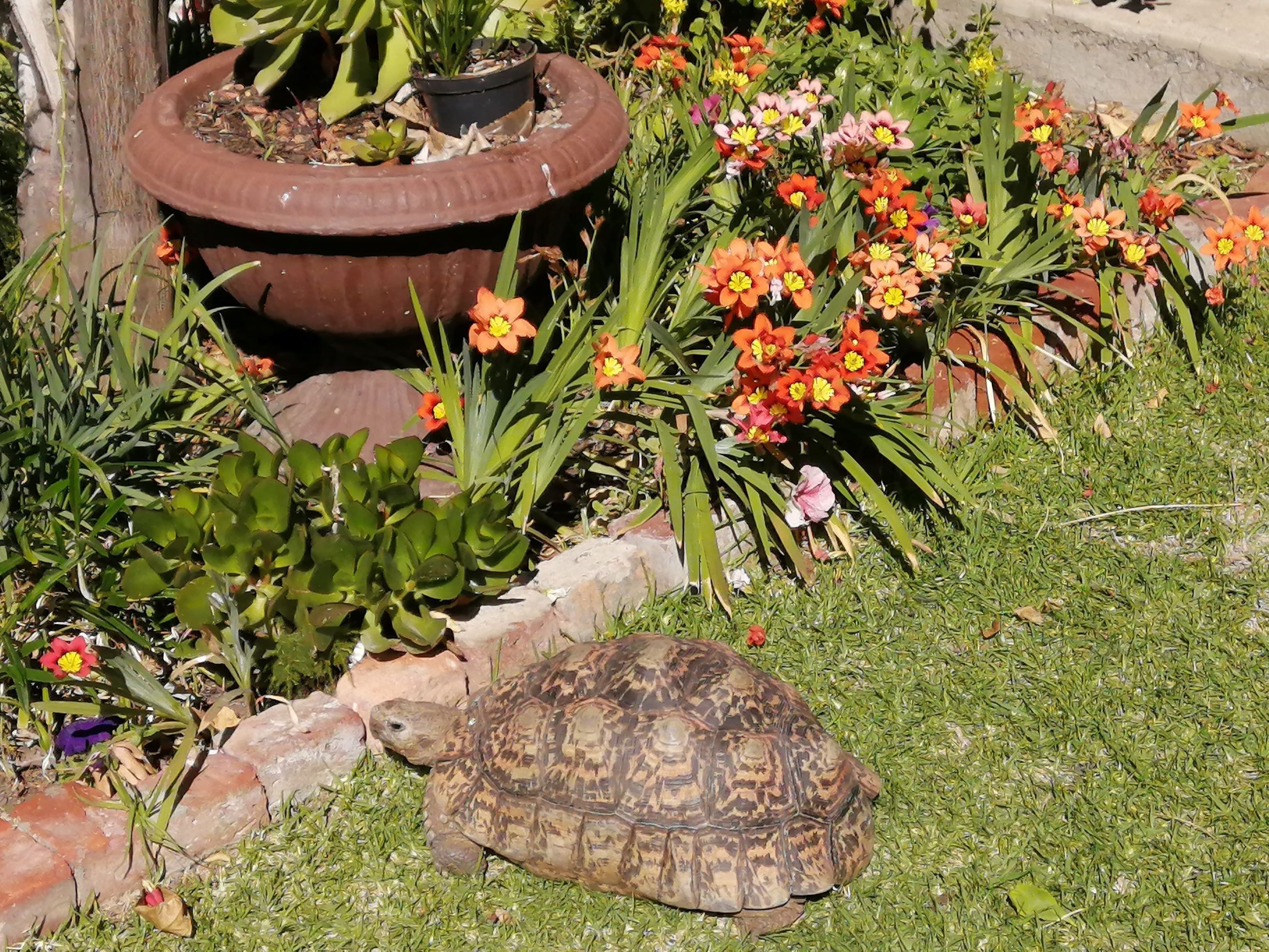 A tortoise on a grassy area with a flower bed and a large planter in the background.