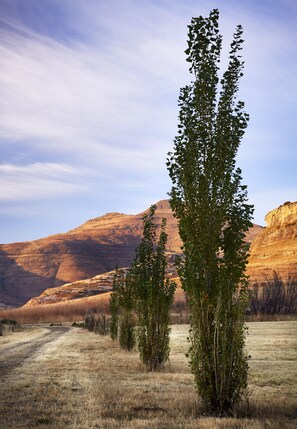A natural landscape with a prominent tree in the foreground, a dirt path, and a mountain range in the background.