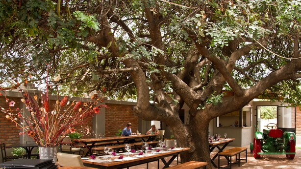 An outdoor dining area with wooden tables and benches, surrounded by a large tree providing shade. - Casa Forno Country Hotel (Otjiwarongo)