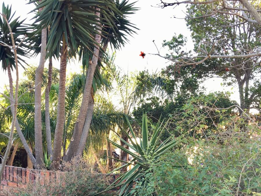 A garden with various plants and trees, including palm trees and a red flower on a branch.