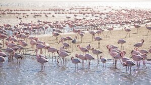 Una playa con numerosos flamencos en aguas poco profundas.