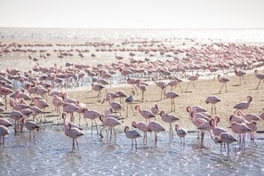 View from property - Flamingo Villa Boutique Hotel (Walvis Bay)