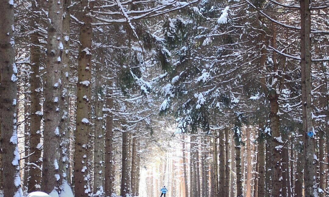 A forested area with tall trees and snow on the ground.