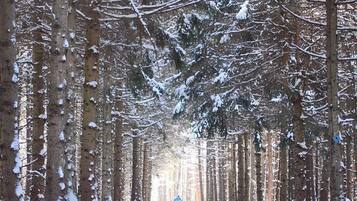 A forested area with tall trees and snow on the ground.