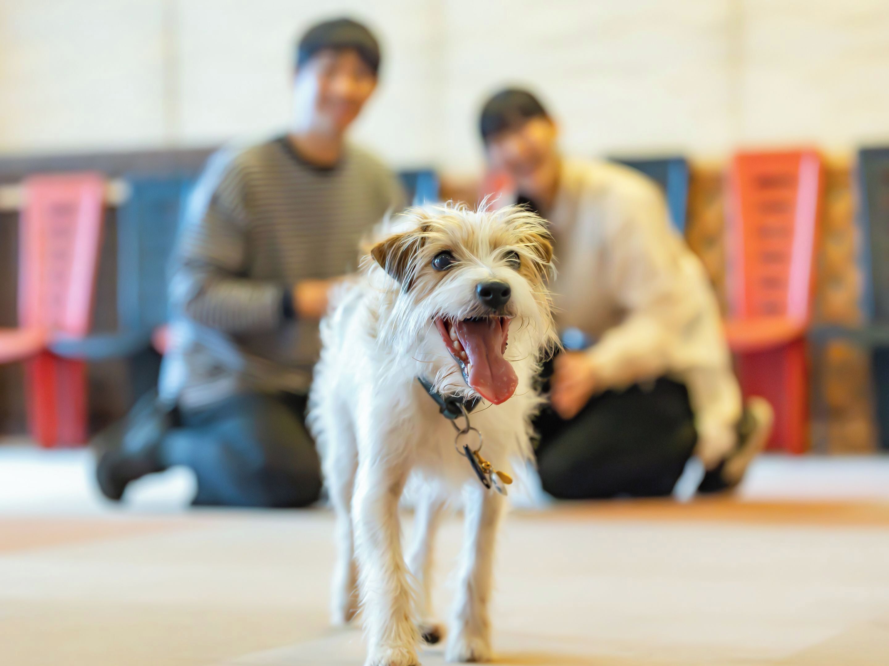 A dog sitting on a floor with a person in the background.