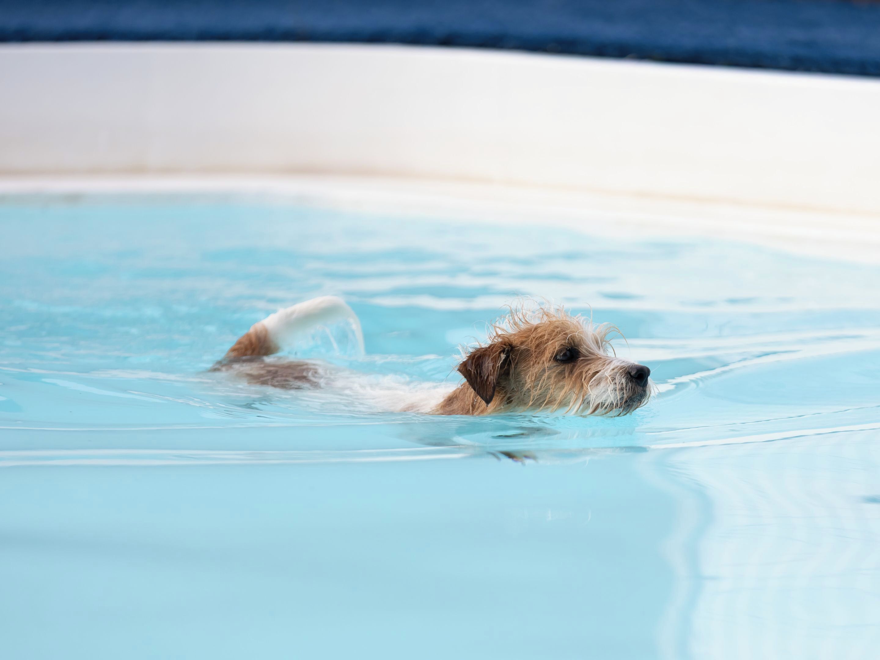 Ein Hund schwimmt in einem klaren Pool.