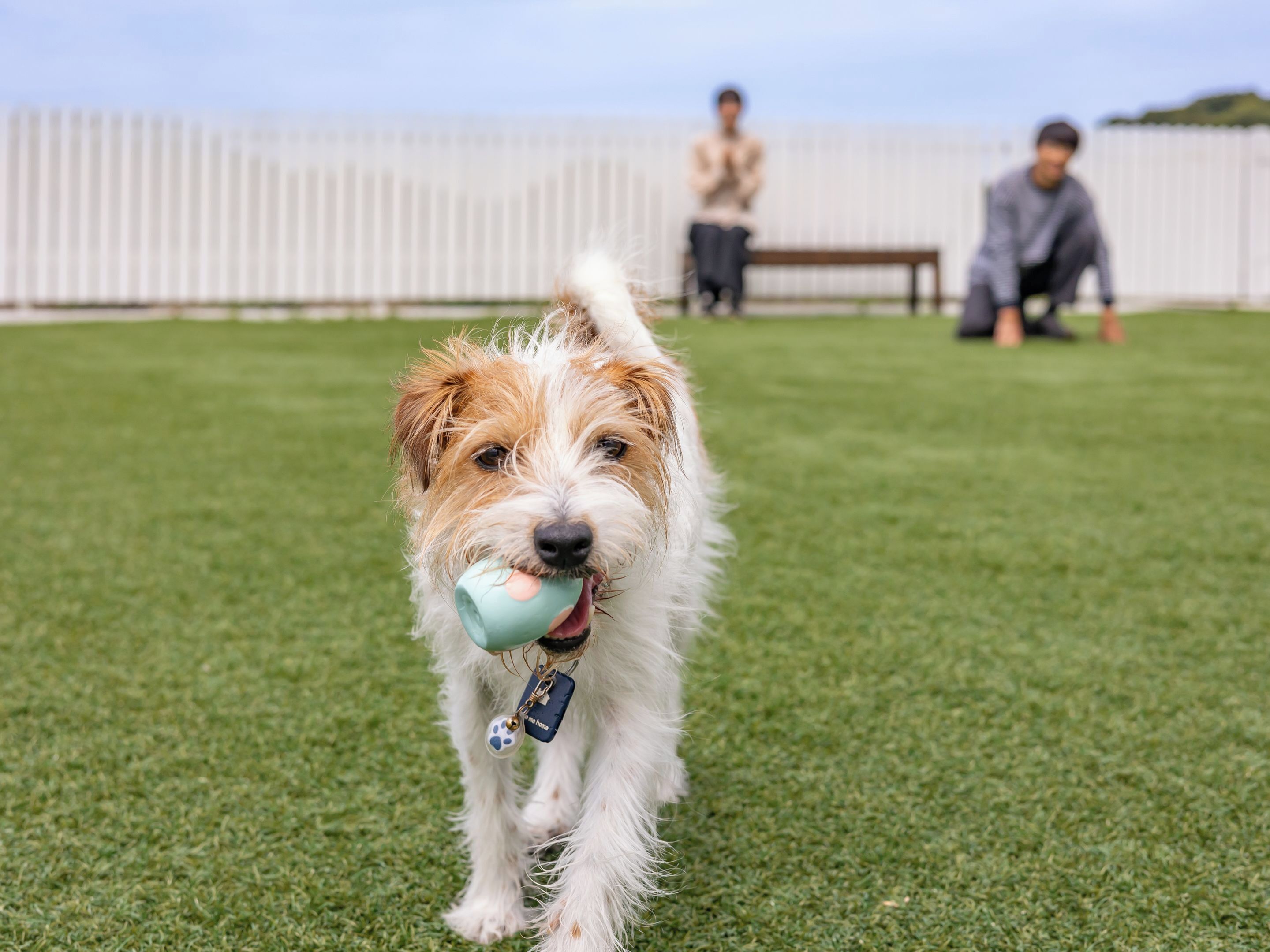 A dog with a tag on a grassy field.