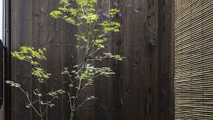 Un árbol pequeño con hojas verdes frente a una valla de madera.