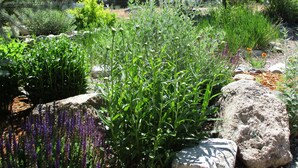 Un jardin agrémenté de diverses plantes et de rochers.