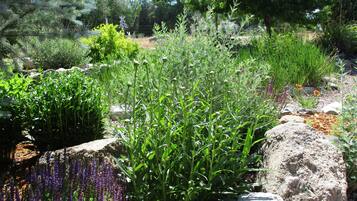 A garden with various plants and rocks.