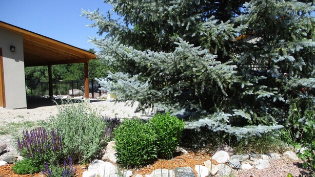 A garden with a variety of plants and a large coniferous tree. - River Lover's 3 Bedroom Holiday Home By Pinon Vacation Rent. (Howard)