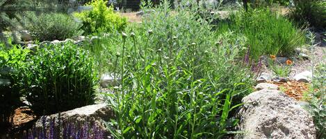 Comfort House, 3 Bedrooms, Mountainside | Property grounds