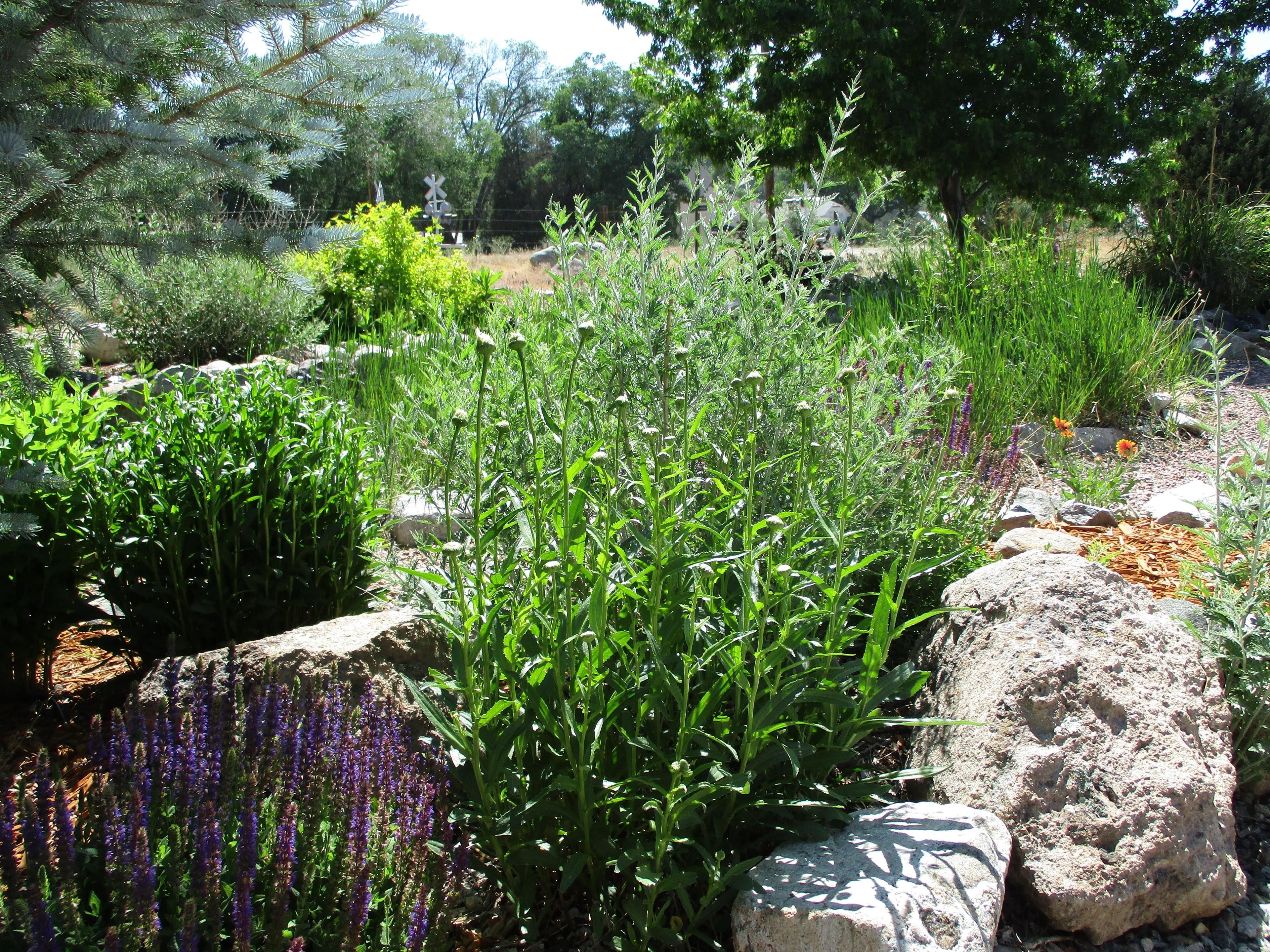 Nhà tiện nghi đơn giản, 2 phòng ngủ, cạnh núi | Vườn