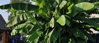 Ela's Appartementhaus