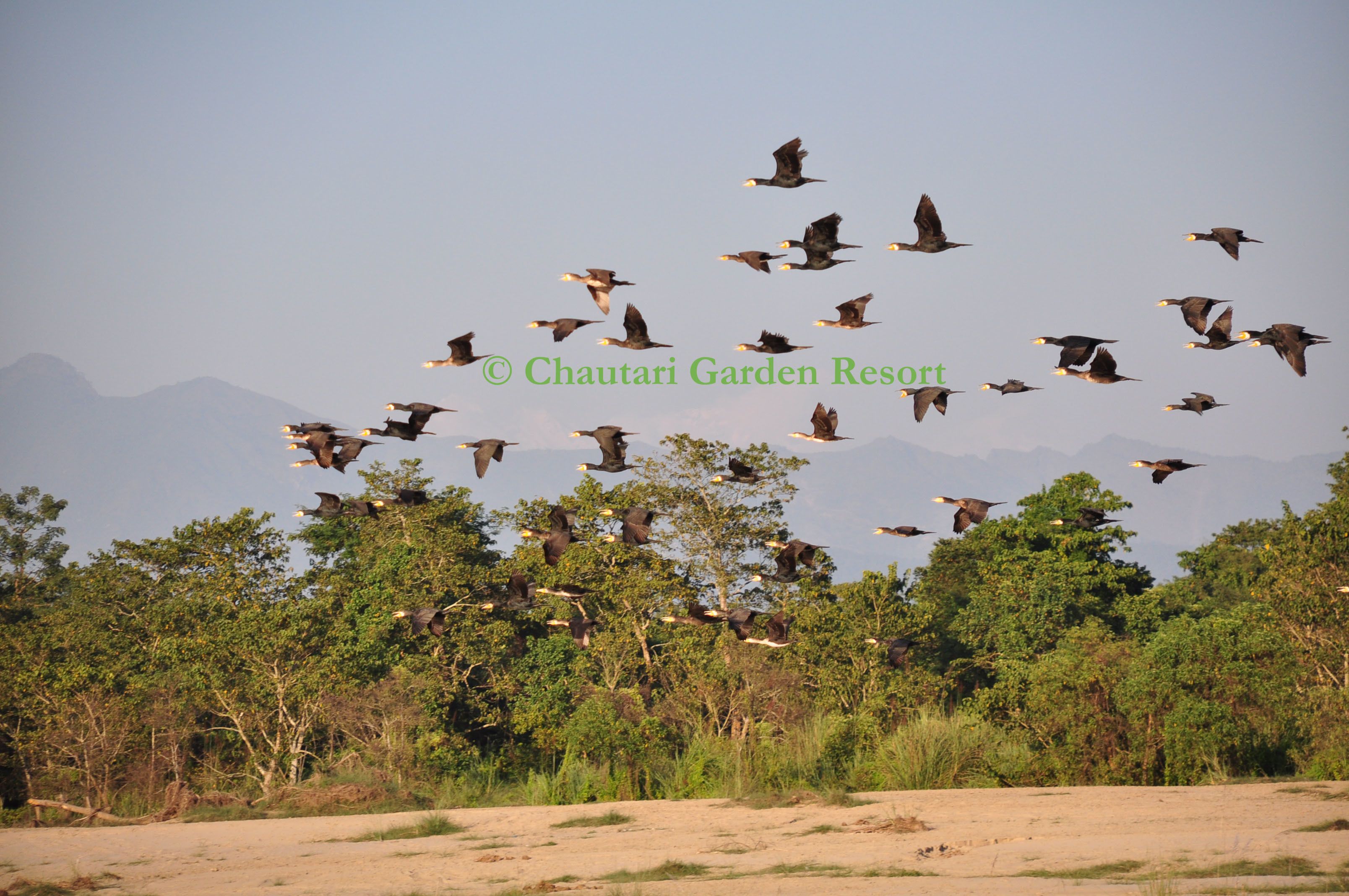 A flock of birds flying over a landscape with trees and mountains in the background.