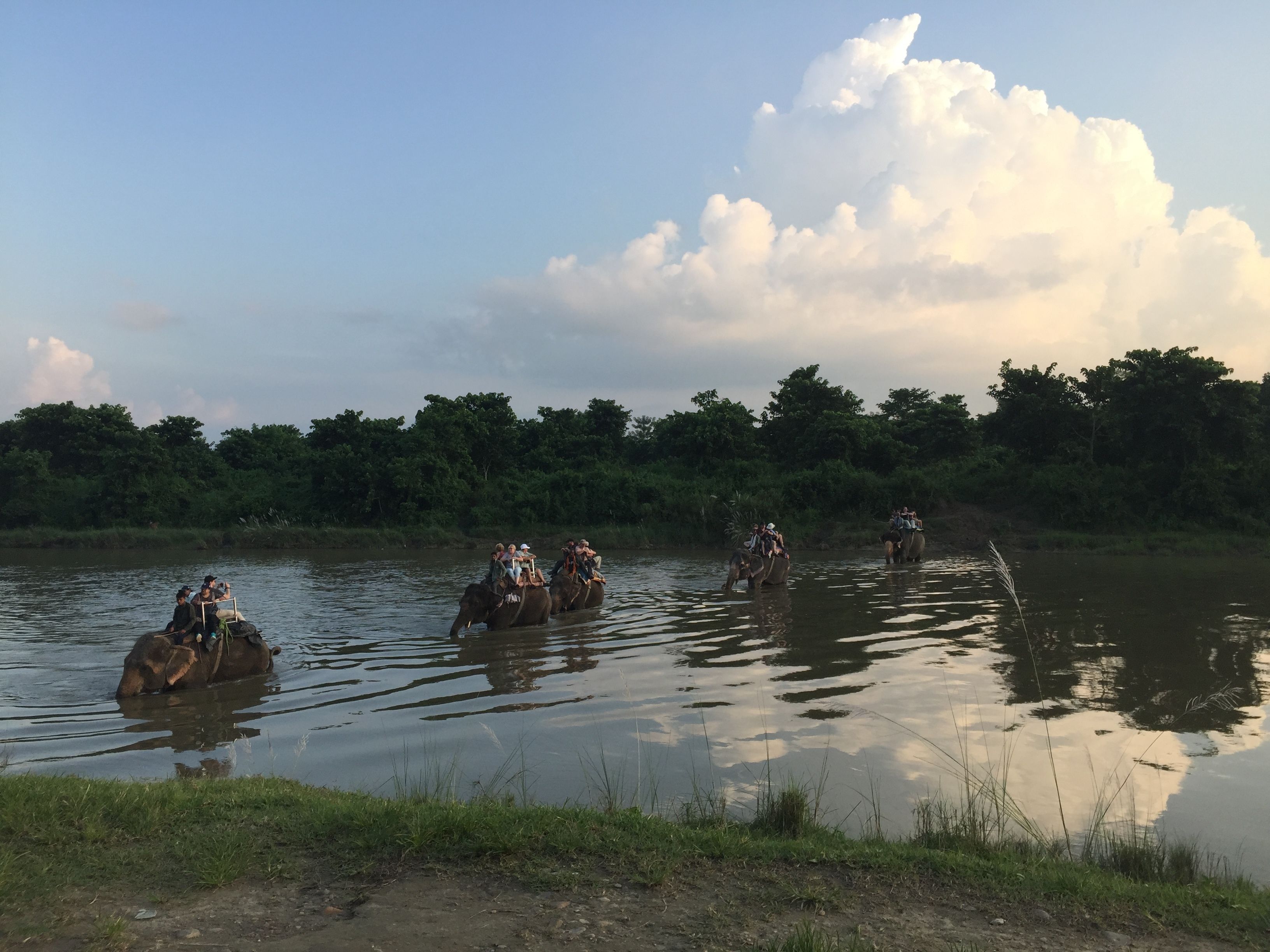 Un grupo de elefantes transportando personas a través de un cuerpo de agua.