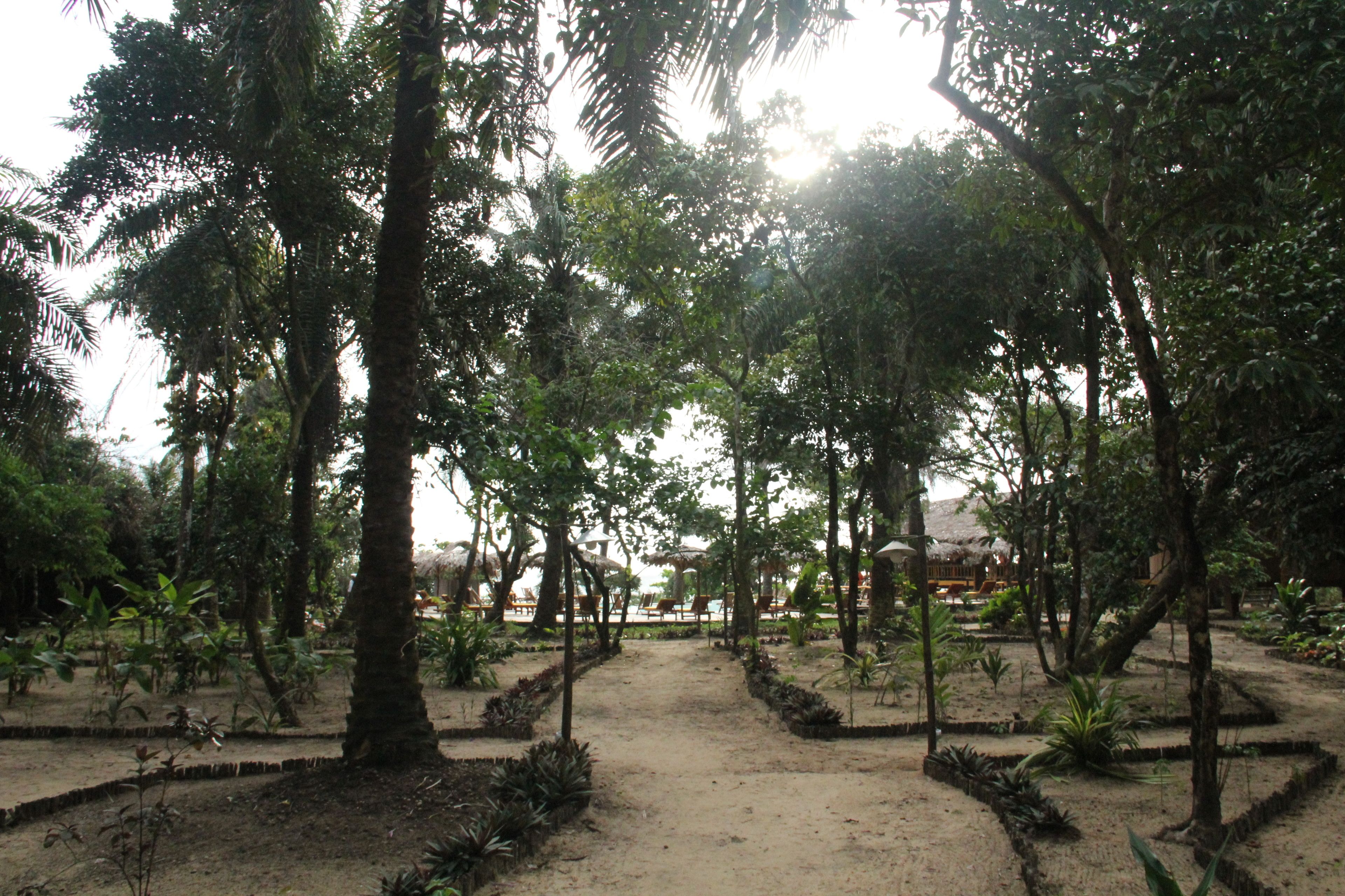Un sendero bordeado por palmeras y plantas, que lleva a una estructura con techo de paja.