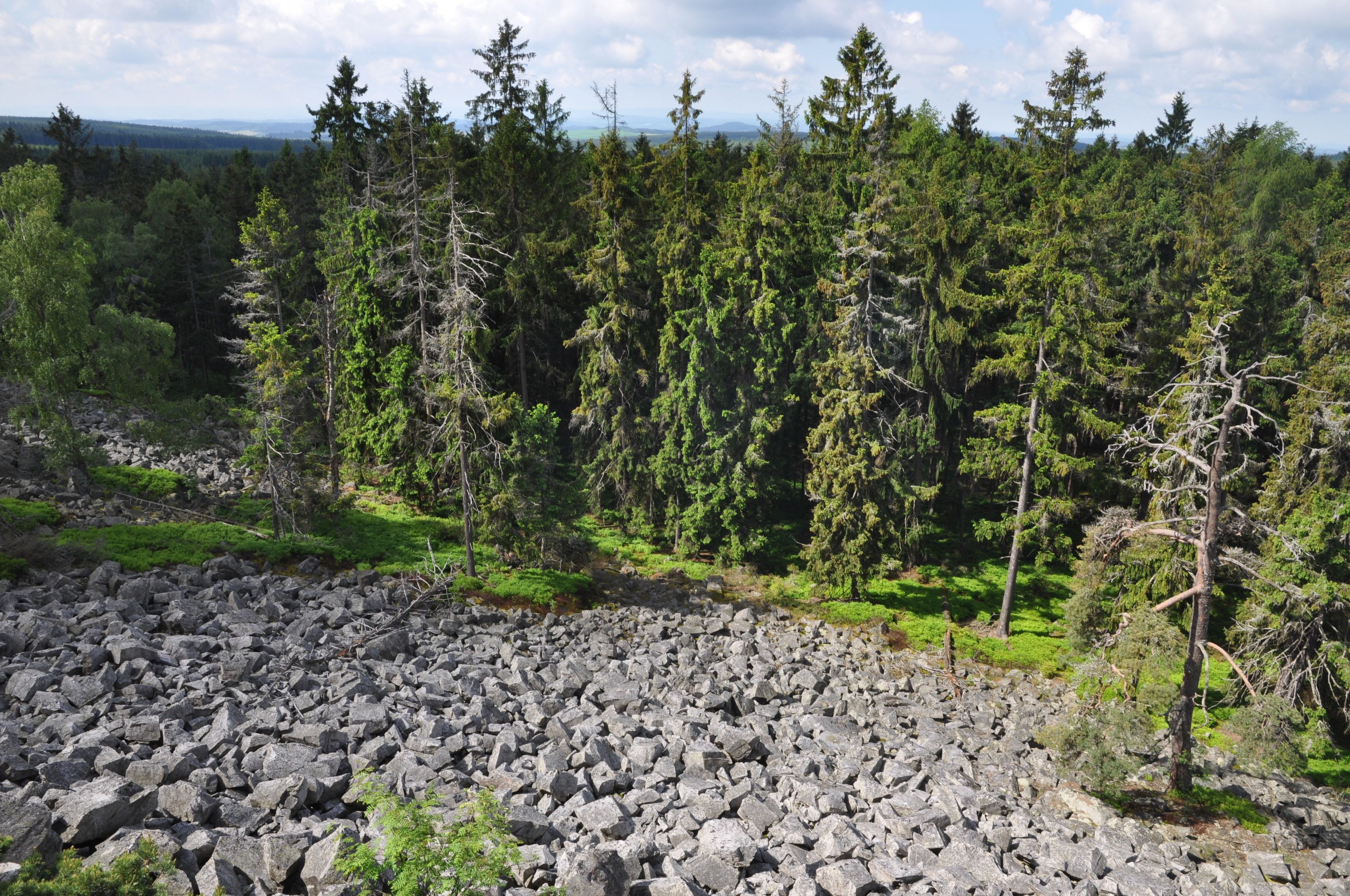 Terreno rocoso con un bosque denso y una vista distante de montañas.