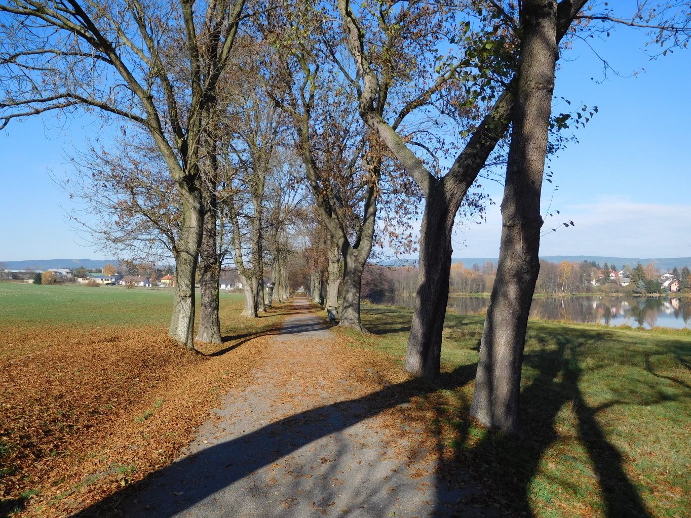 Um caminho bordeado por árvores que leva a um corpo d'água, com casas ao fundo.