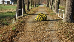 A pathway lined with trees and a yellow bollard in the center.