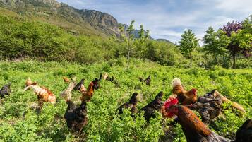 Paisaje rural con un grupo de gallinas en un campo.