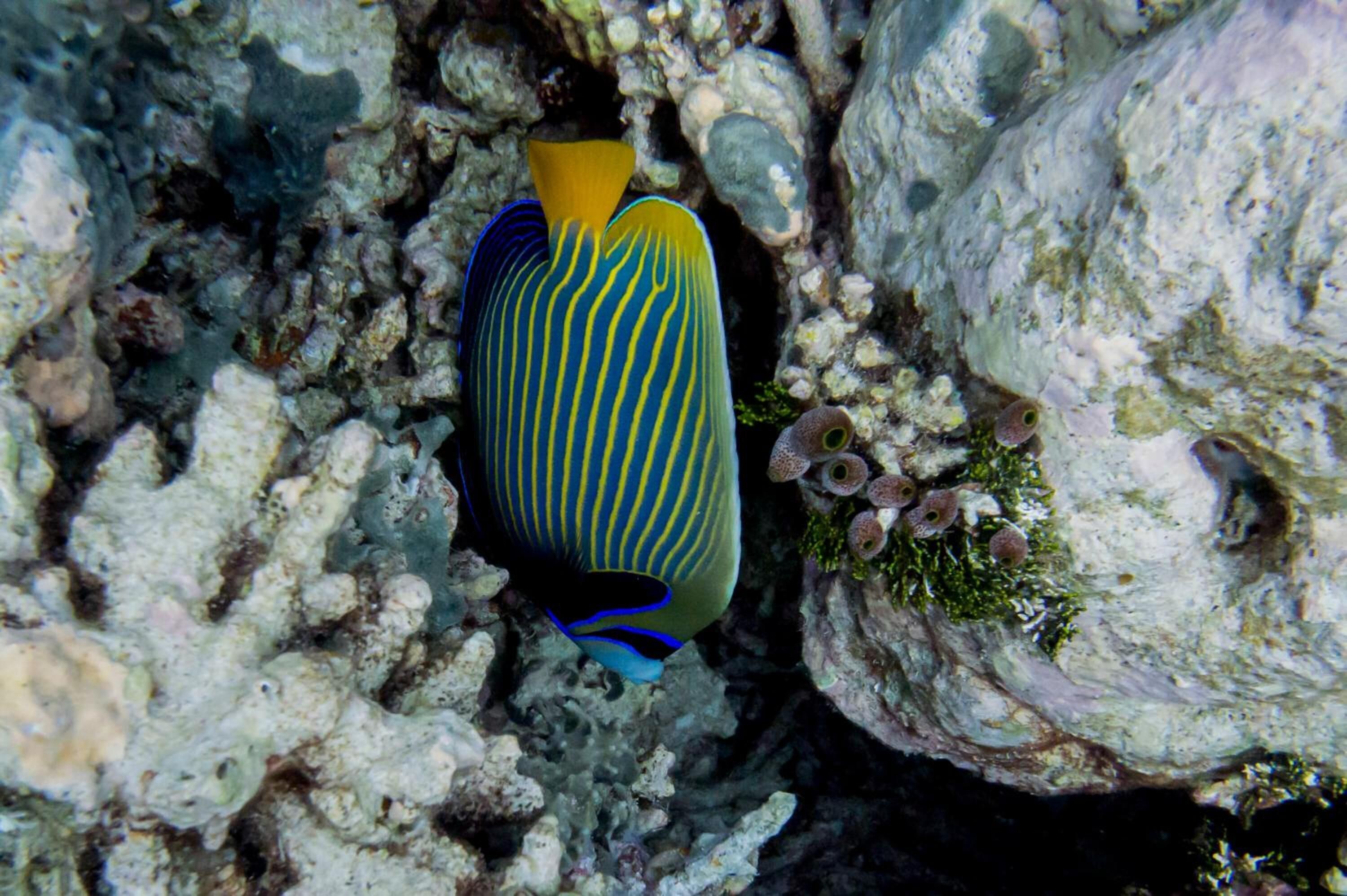 A fish with yellow and blue stripes swimming near a coral reef.