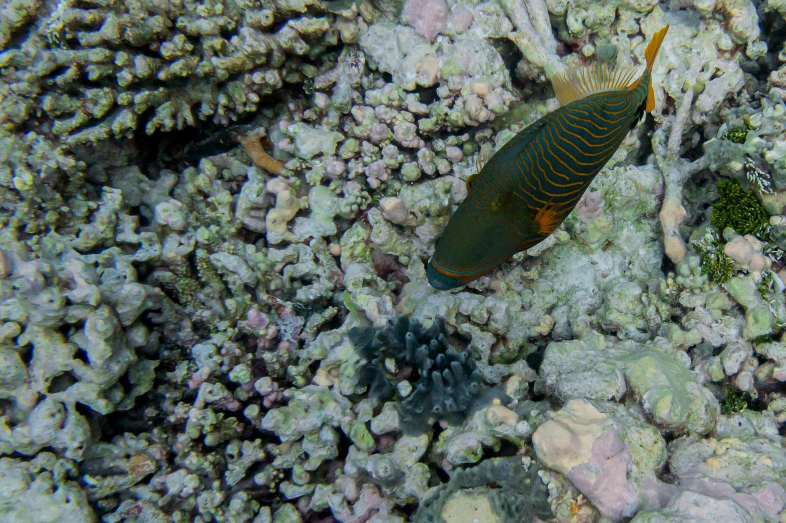 A fish swimming among coral formations.