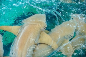 Kolam renang