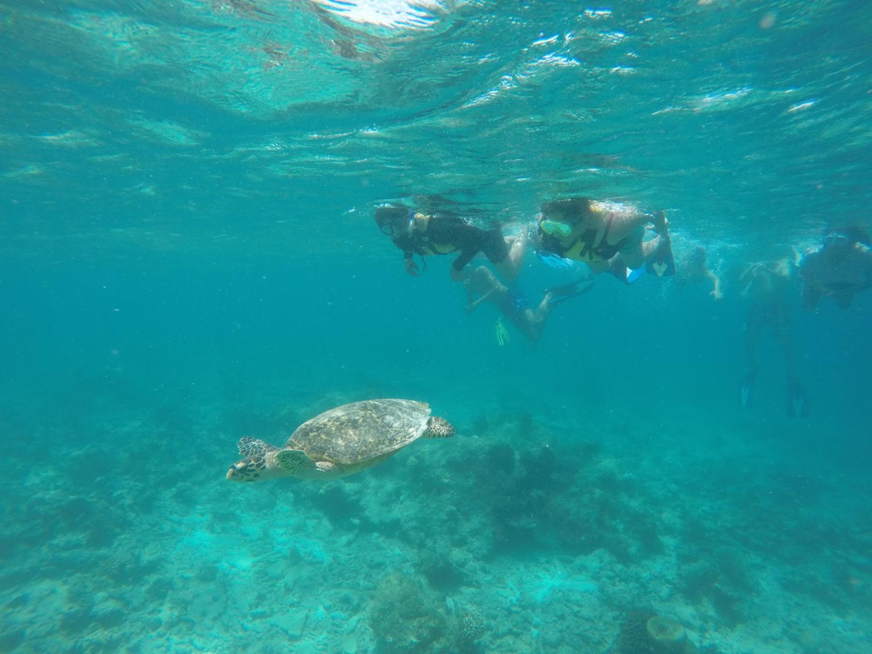 Foto - Luau Beach Inn, Maldives