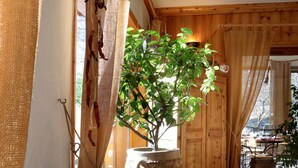 A rustic interior with a copper pot containing dried corn and a potted plant. - Hôtel l'Autantic (Bourg-Saint-Maurice)