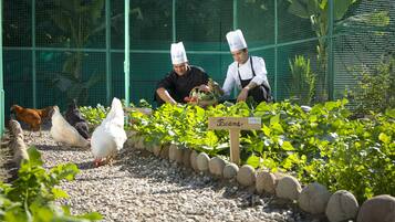 A garden with a sign labeled "Beans" and chickens.