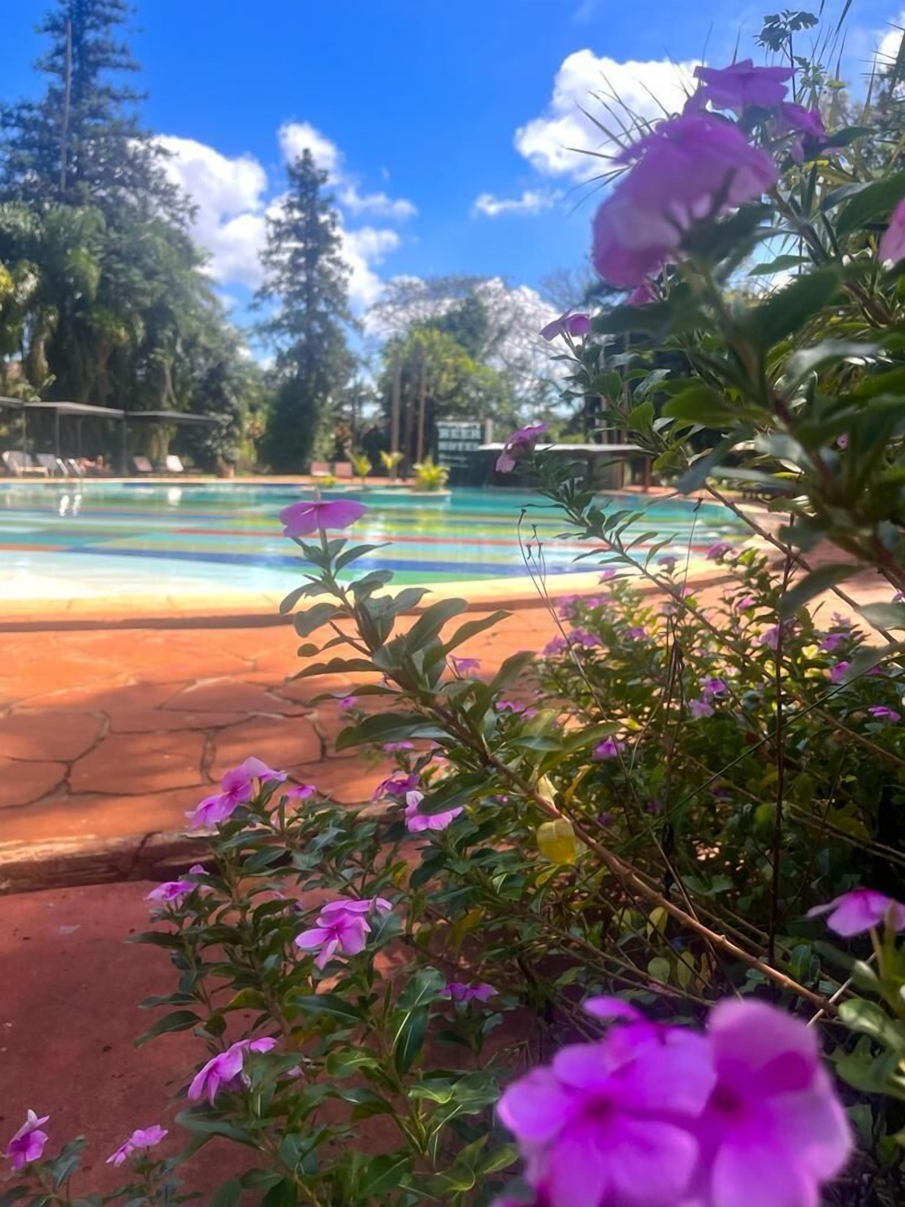 A swimming pool with a clear blue sky and trees in the background.