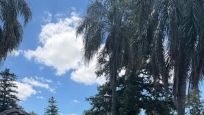 Un área exterior con mesas y sillas bajo sombrillas, una piscina y palmeras al fondo.