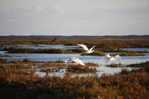 Humedal con aves volando sobre el agua y la vegetación.