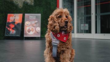 Un perro frente a un edificio con un letrero rojo que dice "ibis".